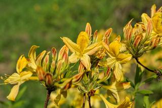 Azalia pontyjska - Rhododendron luteum, syn. Azalea pontica