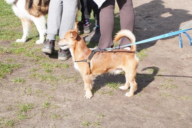 Dogtrekking w Poznaniu