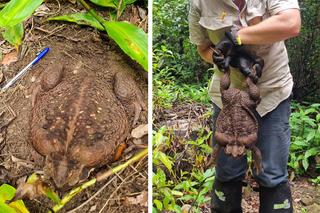 Monstrualna ropucha wielkości dziecka znaleziona w lesie! Niezwykły stwór uchwycony na zdjęciach