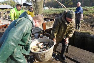 Karpie będą po 20 zł