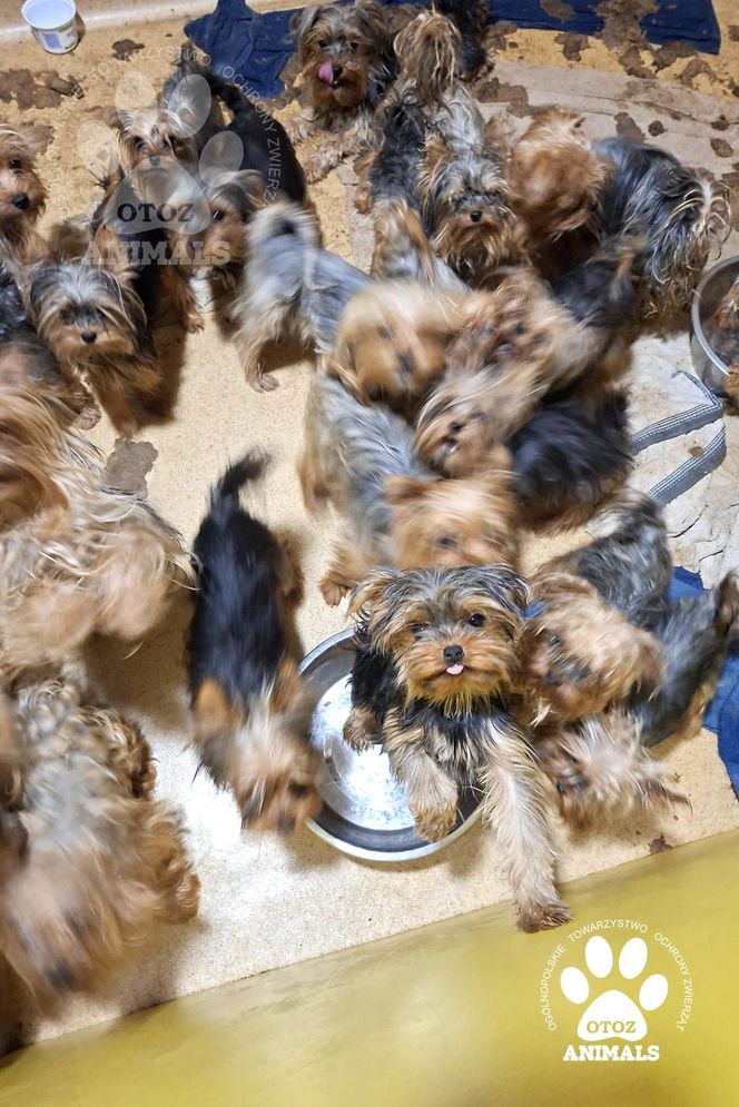 Nie żyje właścicielka pseudo hodowli w Bydgoszczy! 85 psów żyło w strasznych warunkach