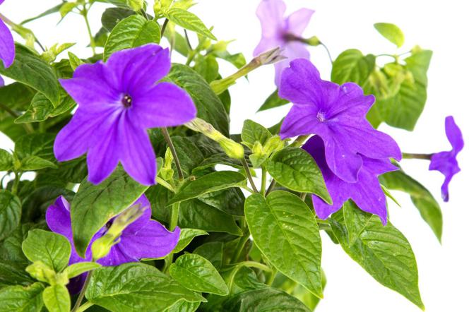 Barleria  - Barleria obtusa