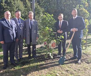 Kalisz. Przed Starostwem Powiatowym powstała alejka magnoliowa 