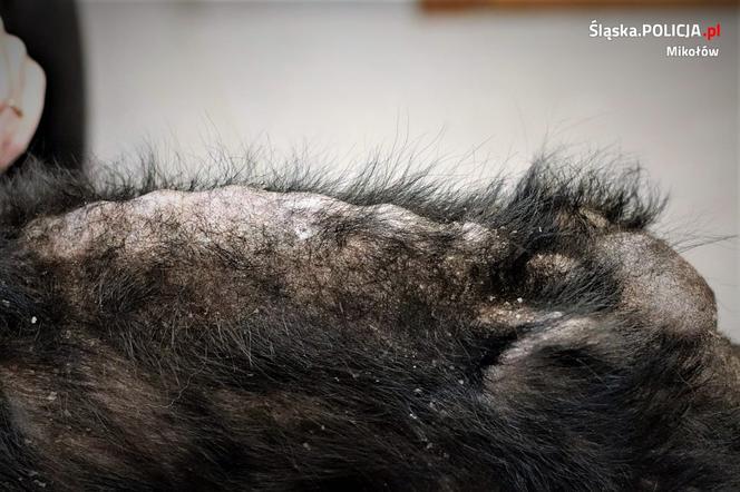 Orzesze: Opiekunowie zgotowali Fionce piekło. Wystające kości przebiły jej skórę! Serce pęka