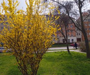 Wiosna w Gdańsku. Kwitną pierwsze drzewa i kwiaty. Zobaczcie nasze zdjęcia!