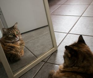 Które zwierzęta przechodzą test lustra - i na czym on polega? Czy naprawdę wykazuje samoświadomość?