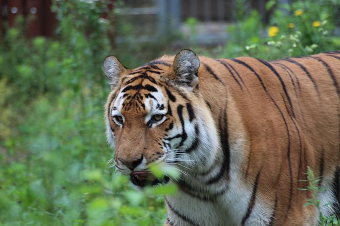 Ozdoba zoo w Myślęcinku: tygrys amurski