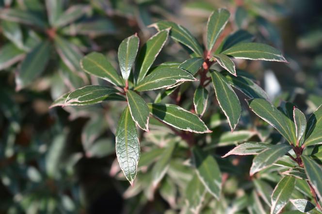 Pieris japoński 'Little Heath' - Pieris japonica 'Little Heath'