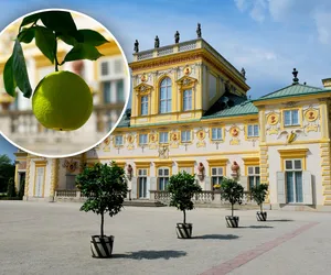Zakazany owoc przy Pałacu w Wilanowie! Muzeum pokazało zdjęcie, ale wstyd!