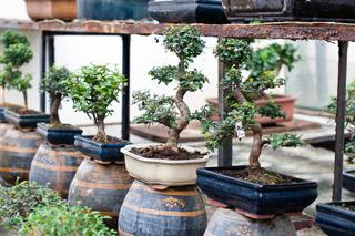 Czy warto kupić drzewko bonsai w supermarkecie?