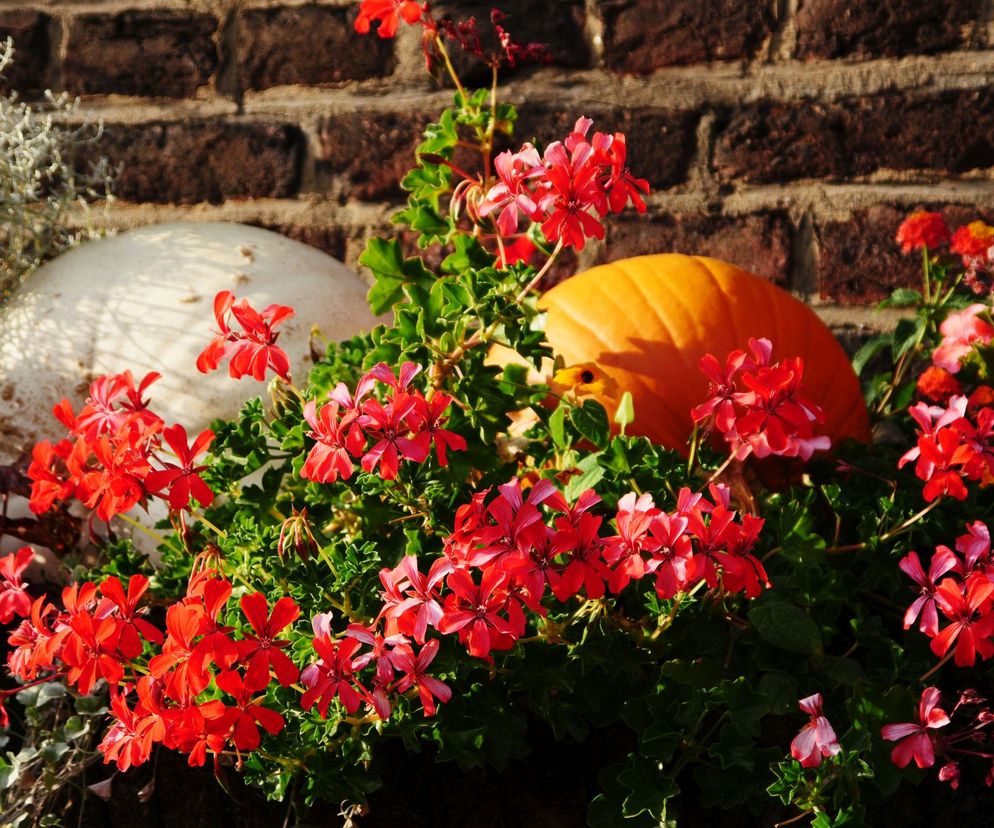 Zimowanie pelargonii