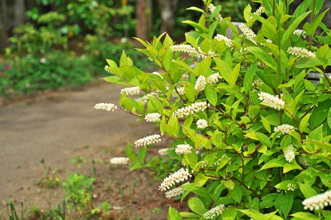 Itea wirginijska
