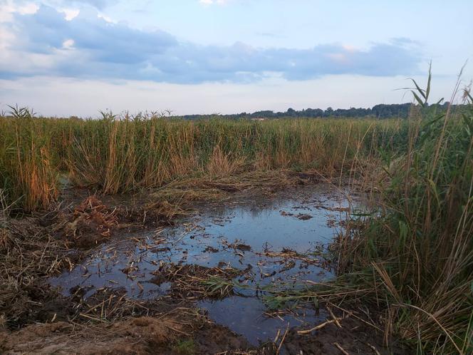 Rozpoczęli oczyszczanie Pasternika. Wątpliwości ornitologów i wędkarzy