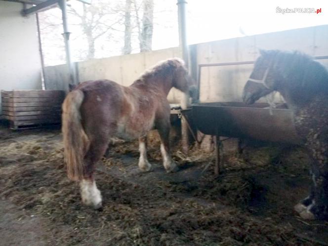 Zagłodzone i brudne konie były niehumanitarnie mordowane? Policjanci skontrolowali hodowlę w Wodzisławiu Śląskim [ZDJĘCIA]