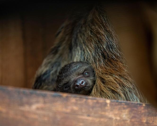 W Orientarium Zoo Łódź urodził się leniwiec