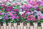 Goździk chiński - radzimy jak uprawiać ten wdzięczny wielobarwny kwiat
