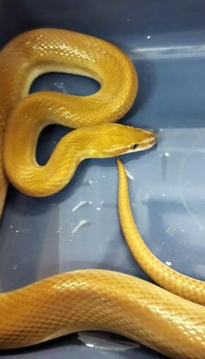 Wąż znaleziony pod ławką na Żoliborzu