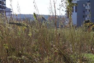 Trwają żniwa na słynnym lubelskim polu