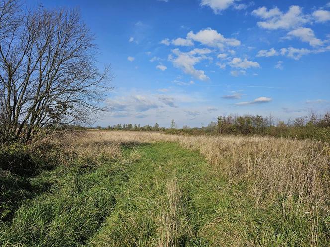 Syn zabił matkę, ranił ojca i uciekł? [GALERIA]