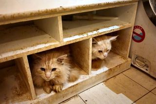 Pseudohodowla kotów w centrum Szczecina