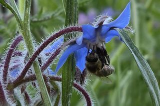 Łąki kwietne na Podkarpaciu