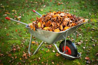 Liście na kompost i na rabaty. Jak wykorzystać liście, które spadły z drzew