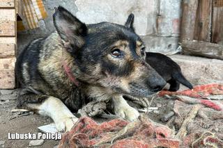 Skrajnie zaniedbane psy odebrane przez gorzowskich Animalsów. Pomogła policja