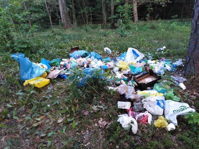 Sterta śmieci w lesie. "W okolicy unosił się straszny fetor"