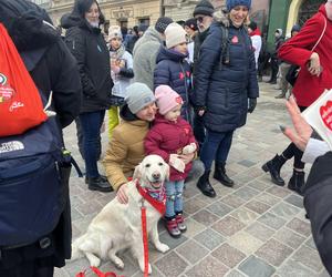 Golden Retriever WOŚP 2024 w Poznaniu. Psiaki też zbierają na dzieciaki. Kwesta na WOŚP i pokazy Golden Retrieverów 