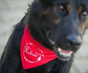 Pies honorowy krwiodawca