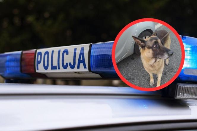 Bytomska policjantka w drodze na służbę ocaliła psa. Czworonóg czeka teraz na swojego właściciela
