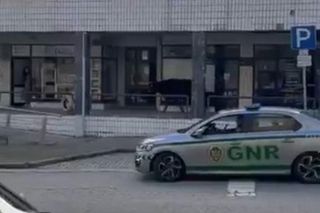 Horror na ulicach. Wielka krowa szalała po mieście, tratowała ludzi, wbiegała do sklepów