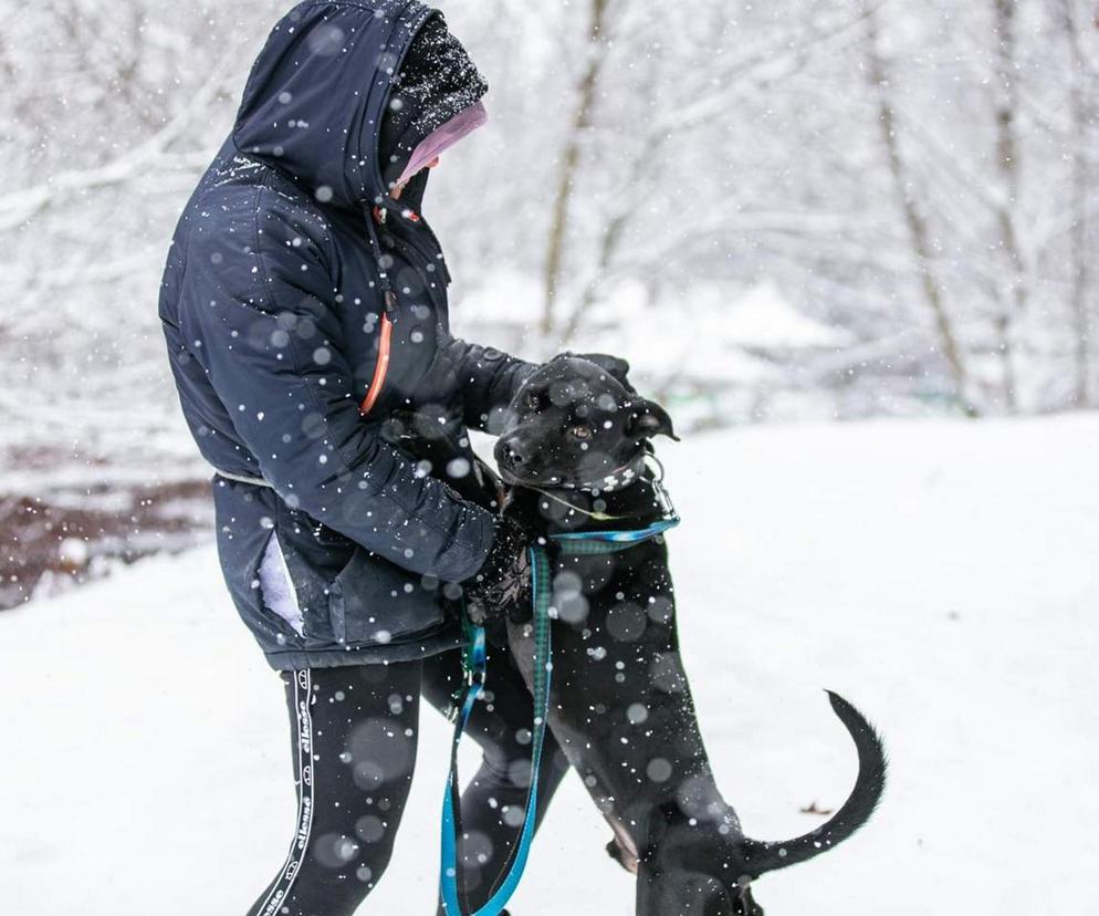 Mikołaja zaczął przychodzić do Zwierząt z Fundacji Ada