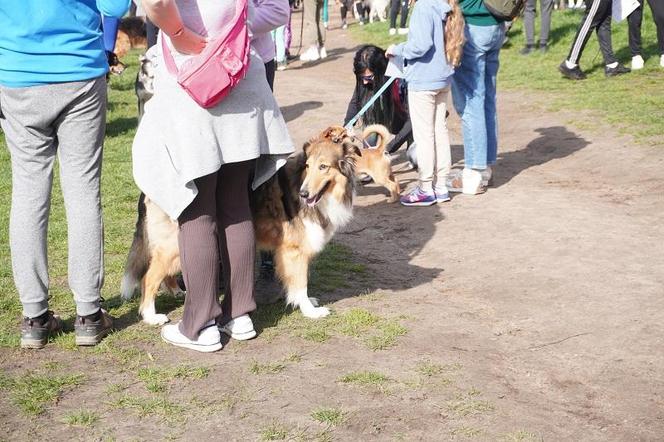 Dogtrekking w Poznaniu