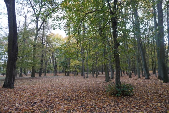 Park Lubomirskich w Białymstoku jesienią 