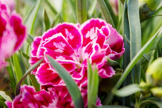 Goździk ogrodowy (Dianthus caryophyllus)