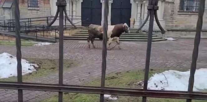 Ogromny byk urwał się z łańcucha i spacerował przed kościołem w walentynki. Szukał drugiej połówki? 