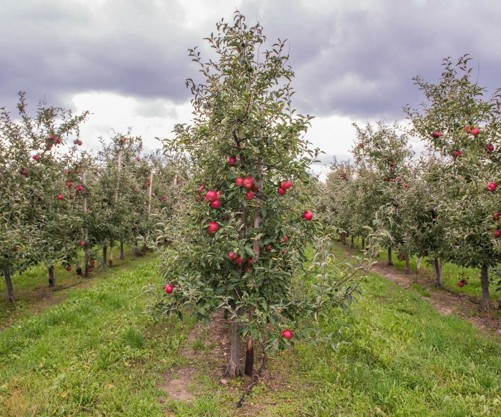 Sad jabłoniowy z dojrzałymi, czerwonymi jabłkami na tle pochmurnego nieba, ukazujący zagrożenia dla upraw. Widoczne rzędy młodych drzew owocowych z zielonymi liśćmi i trawą między nimi. Na temat przyszłości sadownictwa w Polsce przeczytasz na portalu Super Biznes.