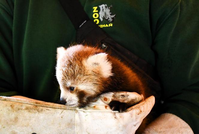 Cud narodzin w poznańskim zoo! Czekali na to ponad 20 lat