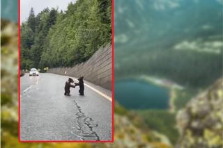 Walka niedźwiadków na środku drogi. Niezwykłe wideo z Tatr pojawiło się w sieci