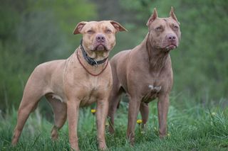 Koszmar w Nowym Jorku. Stado pitbulli zagryzło 59-latka!