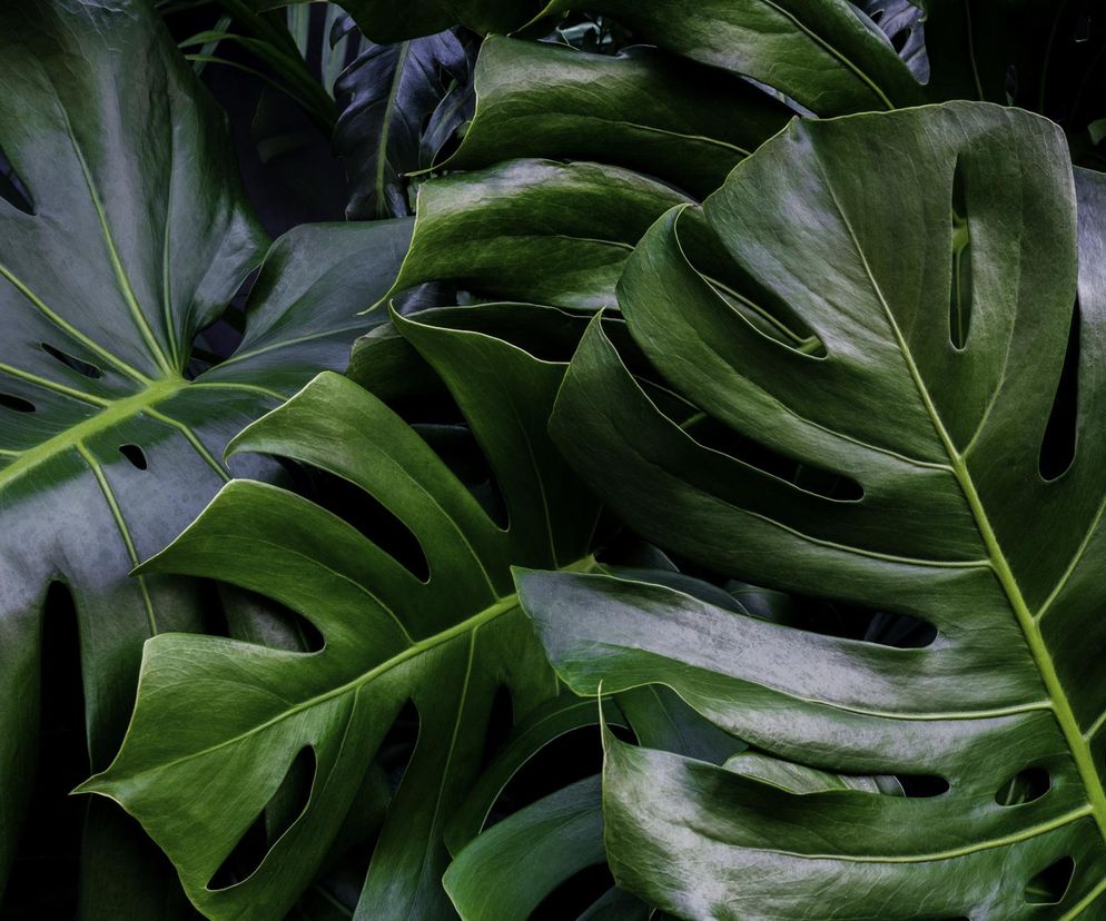 Monstera