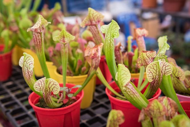 Sarracenia