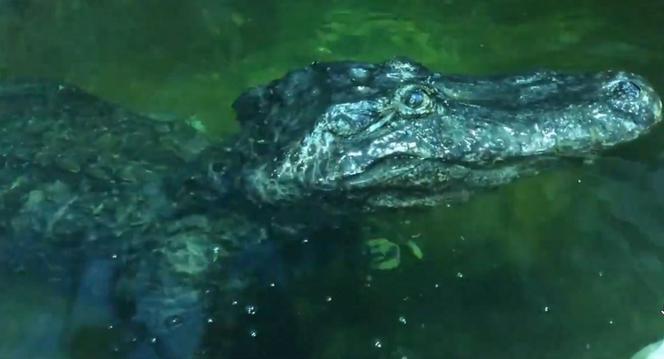 Zmarł aligator, który pamiętał II wojnę światową