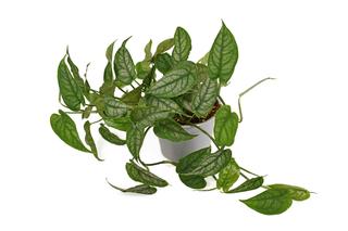 Monstera siltepecana