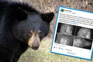 Influencerzy mogą się od niego uczyć. Niedźwiedź zrobił sobie 400 selfie!
