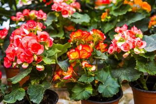 Begonia zimowa