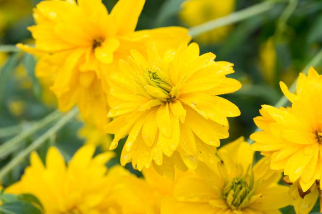 Rudbekia naga