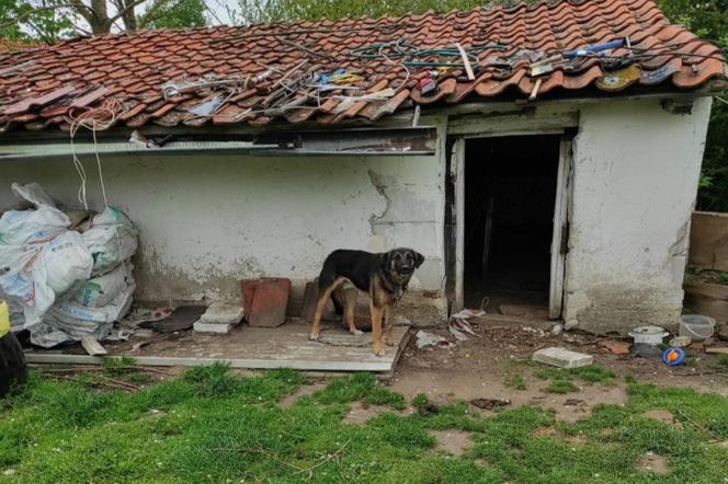 Horror zwierząt w Bisztynku