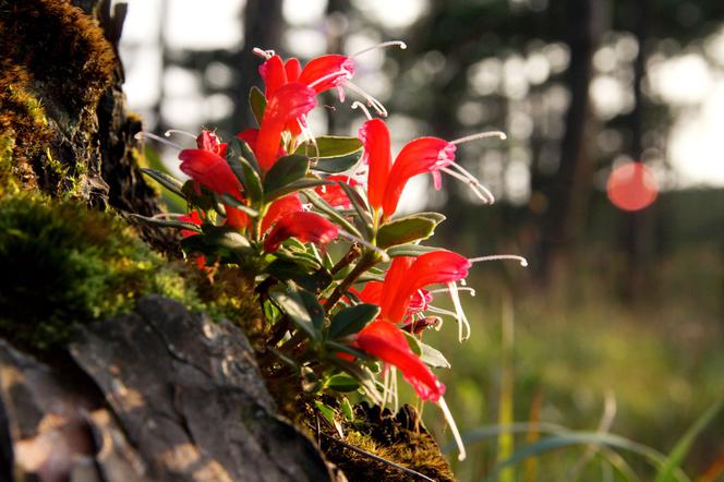 Dlaczego liście eszynantusa stały się pomarszczone i wiotkie? Odpowiada ekspert